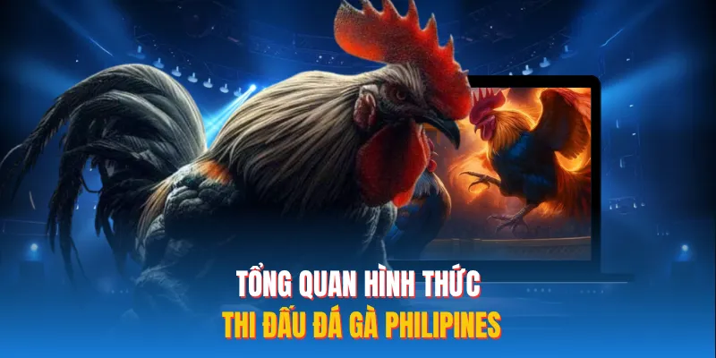 Tổng quan hình thức thi đấu đá gà philipines 